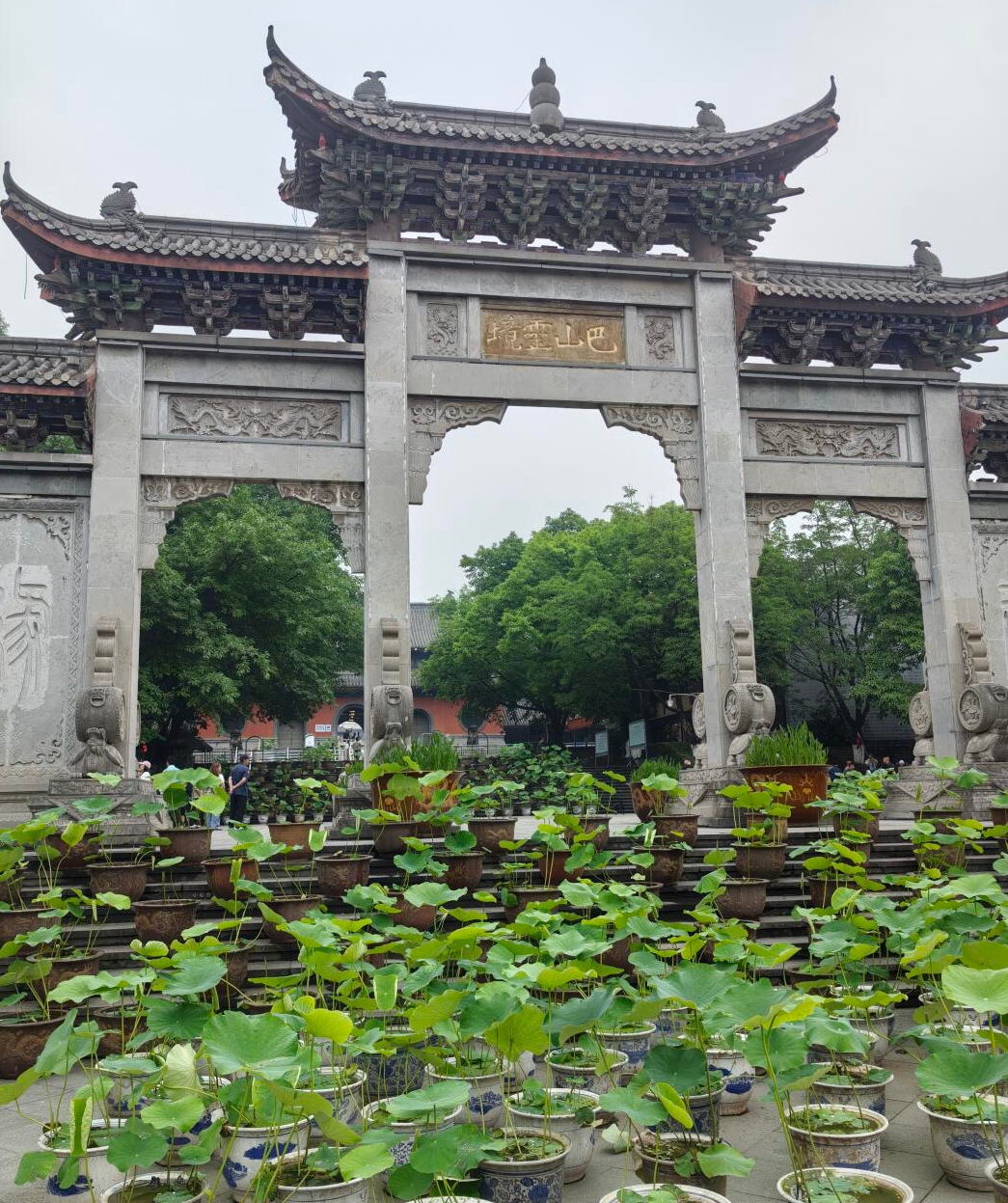 华岩寺门口为什么摆放那么多盆荷叶呀