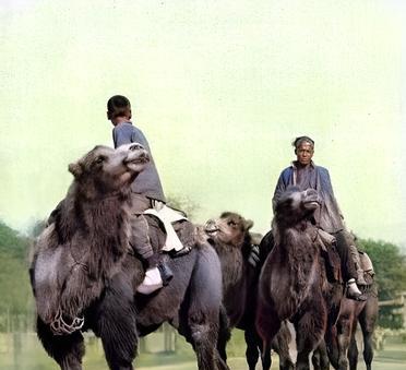 这张照片拍摄于1927年。北京父子俩骑在骆驼上即将远行。当孩子到了一定的年龄，父