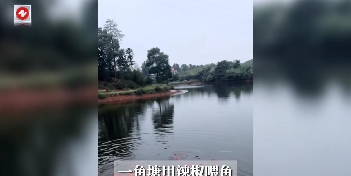 “活久见！”近日，湖南长沙，一男子包了60亩鱼塘，其中喂了2000多尾鱼苗，可他