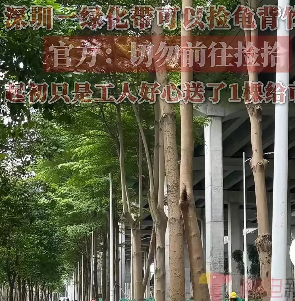 深圳一男子下班回家路上看到绿化带的工作人员在修剪龟背竹，就上前询问能不能要几株，