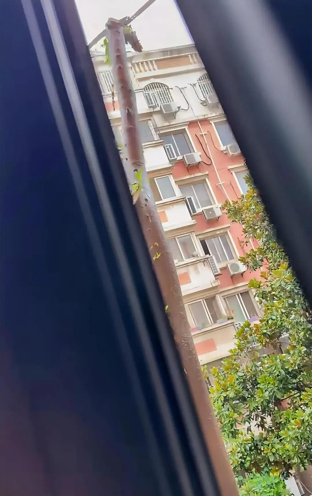 邻居在锯树