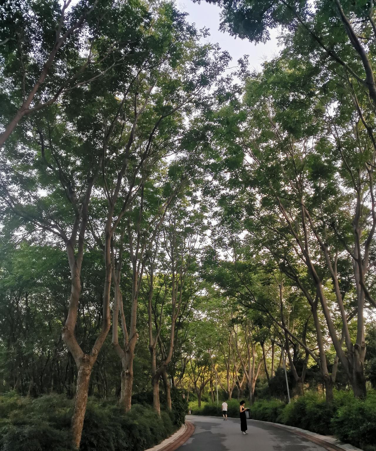 今天下午，我一个人来植物园玩了，玩的特别开心，这里绿树成荫，环境特别好，很有大自