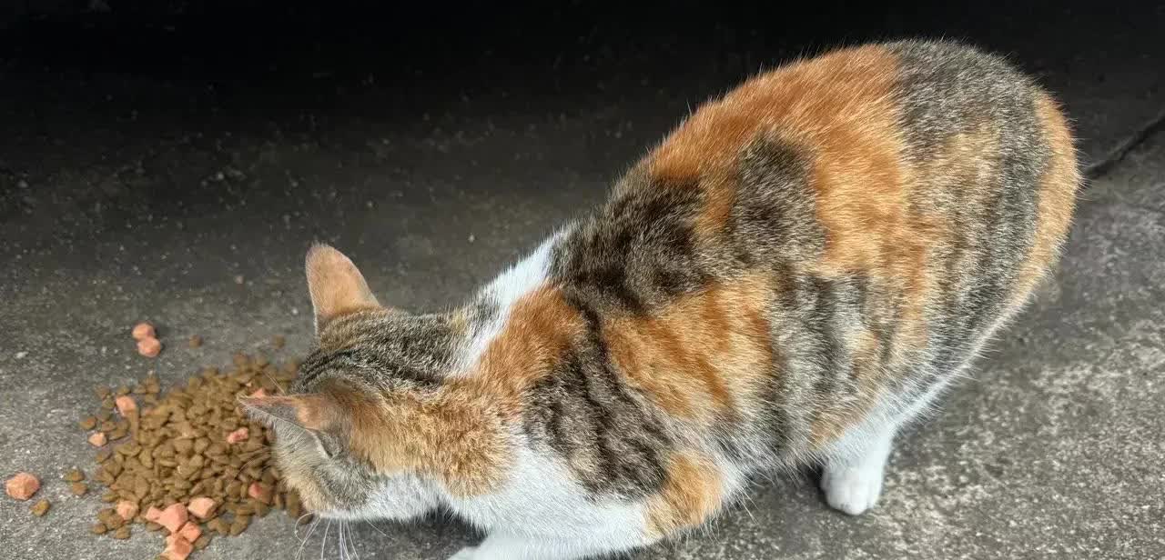 黑龙江，一名女子喂了几个月的流浪猫，突然就死了。她感到很奇怪，不知道这只猫是出了