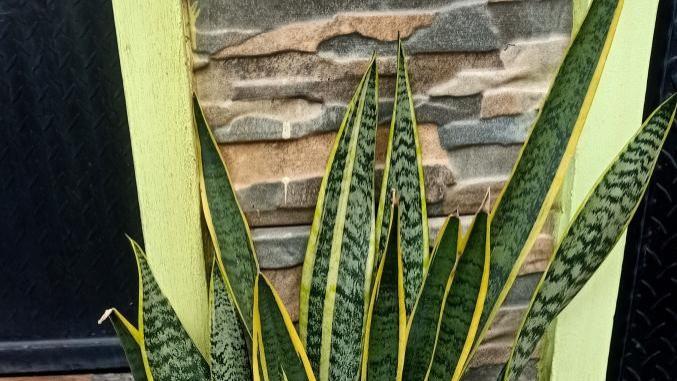 虎皮兰浇水指南：从1盆到10盆的秘诀