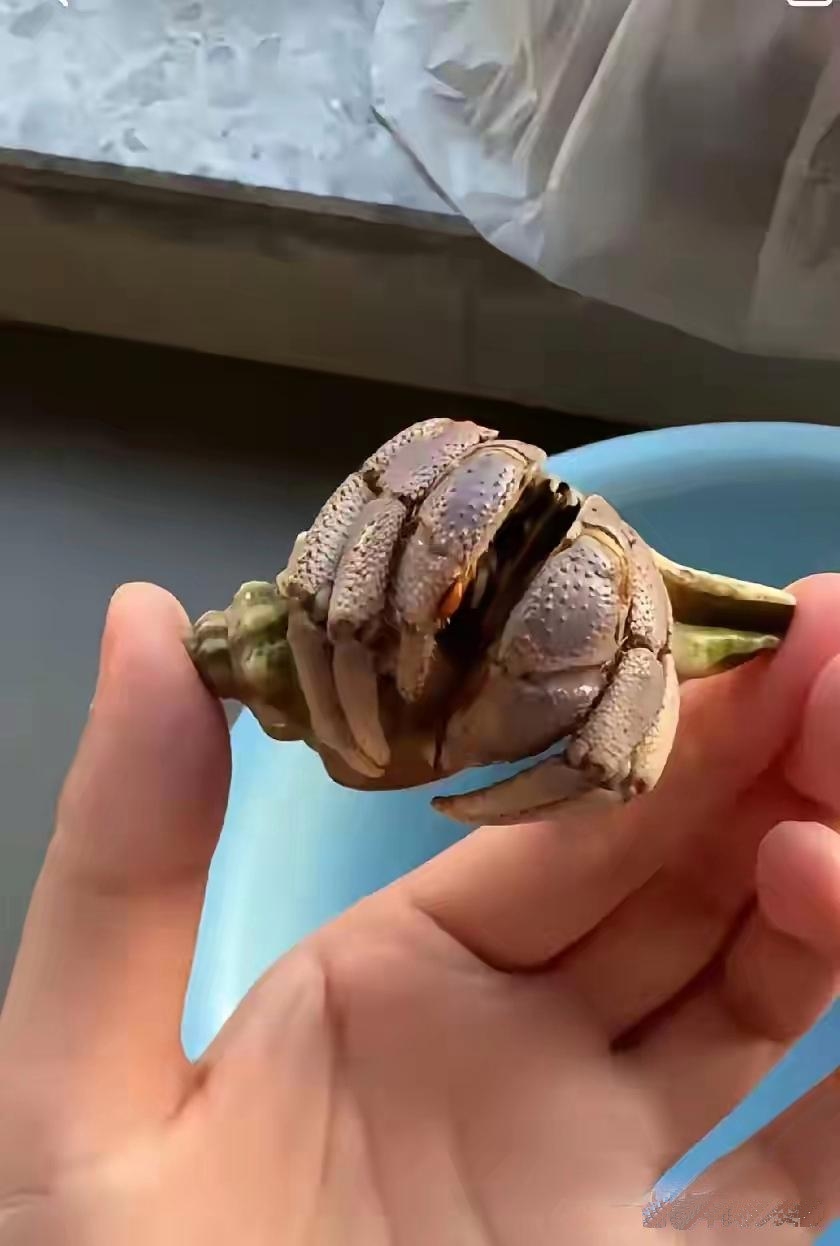 孩子奇遇：路边捡到的神秘 “海螺状” 植物