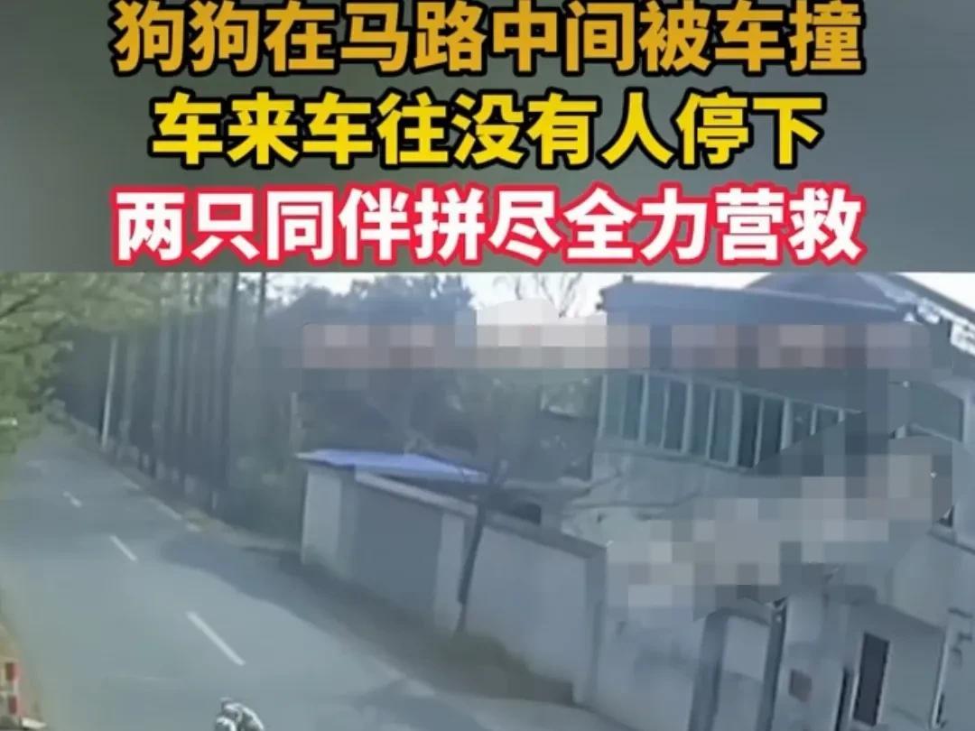 一只狗狗受伤了，躺在马路中央，马路上车辆来来往往，川流不息。
看到一只狗狗躺在马