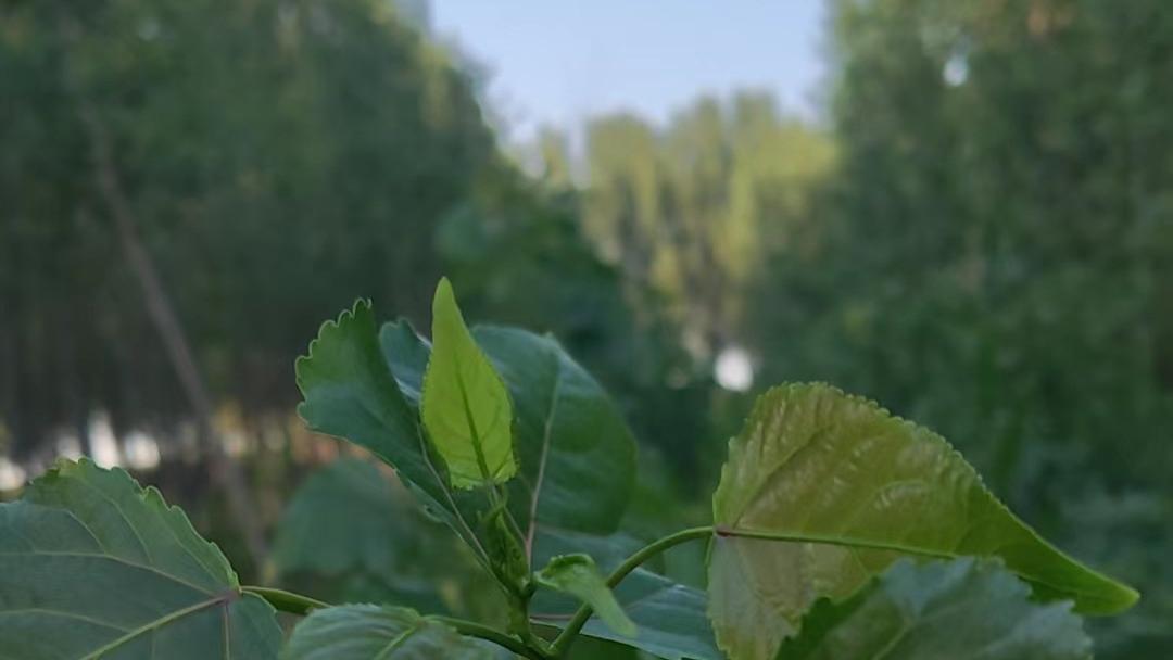 2026年每日通盛及生肖运势1月8日