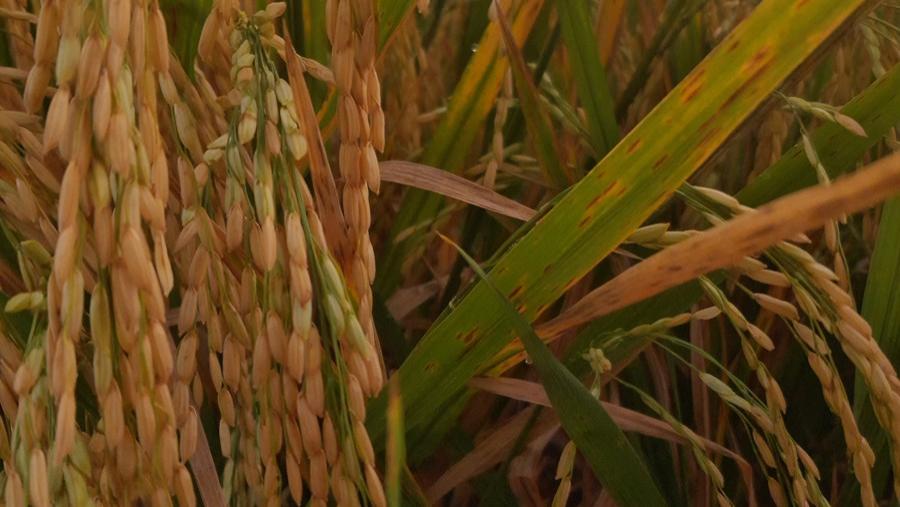 守住饭碗底线！偷种子比稀土泄密还致命，全民都能当卫士