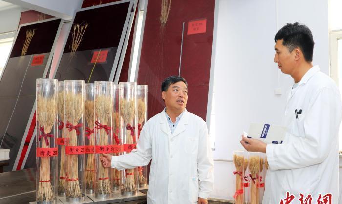 当前，河北省衡水市小麦陆续成熟，“三夏”生产工作正在有序进行。据悉，衡水市今年小