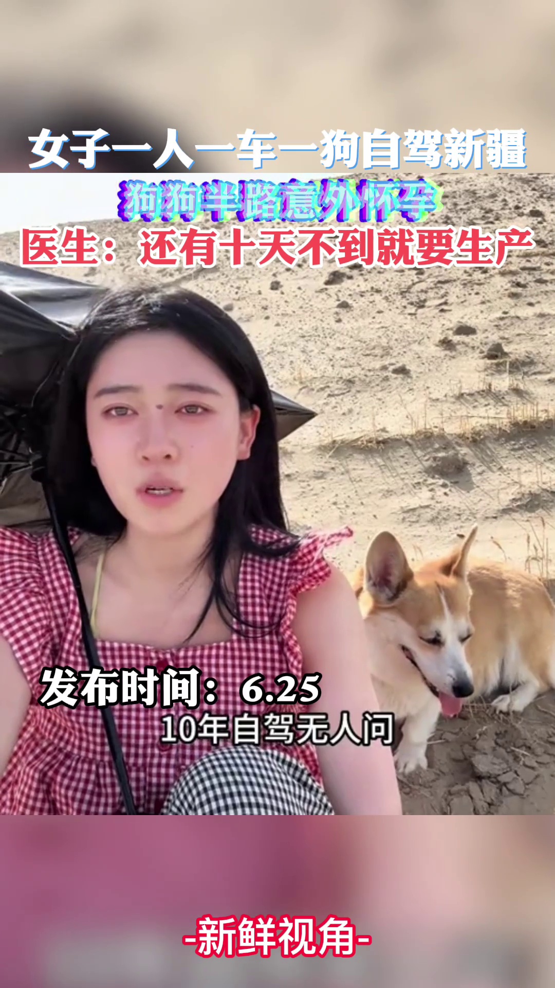 女子一人一车一狗自驾新疆，狗狗半路意外怀孕 目前正返程