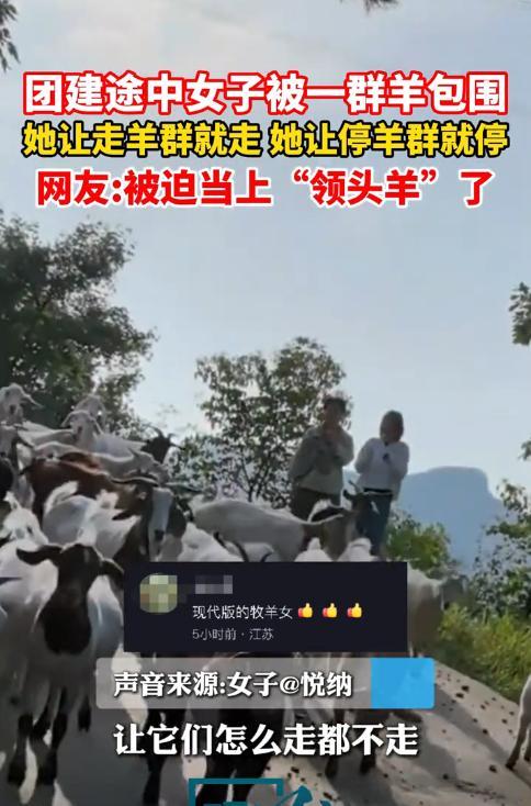 “解释不清了！”近日，河北顺德，一女子出来采蘑菇，意外找到了一群羊，羊群看到女子