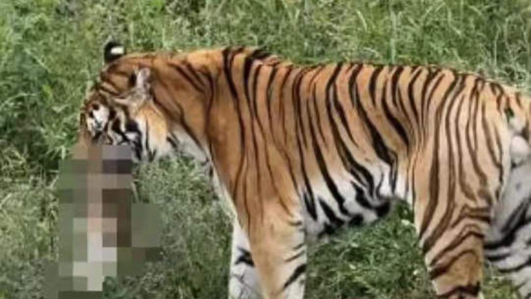 老虎吞崽？先别急着骂，这残酷画面里藏着你不懂的生存真相
