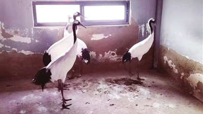 四只丹顶鹤安家太原动物园