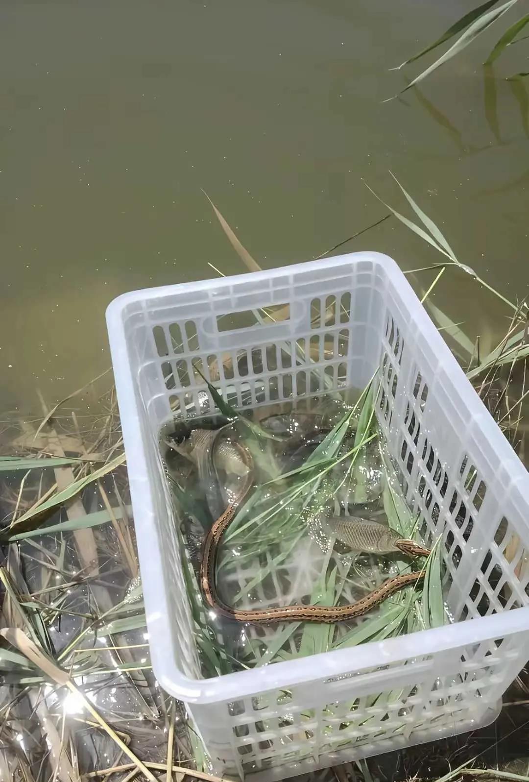 钓鱼佬一回头，天塌了，吃上自助了。