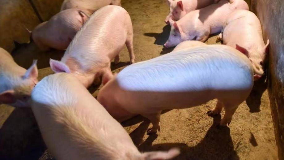 森澳达｜2025冬防猪瘟！养猪人必看措施