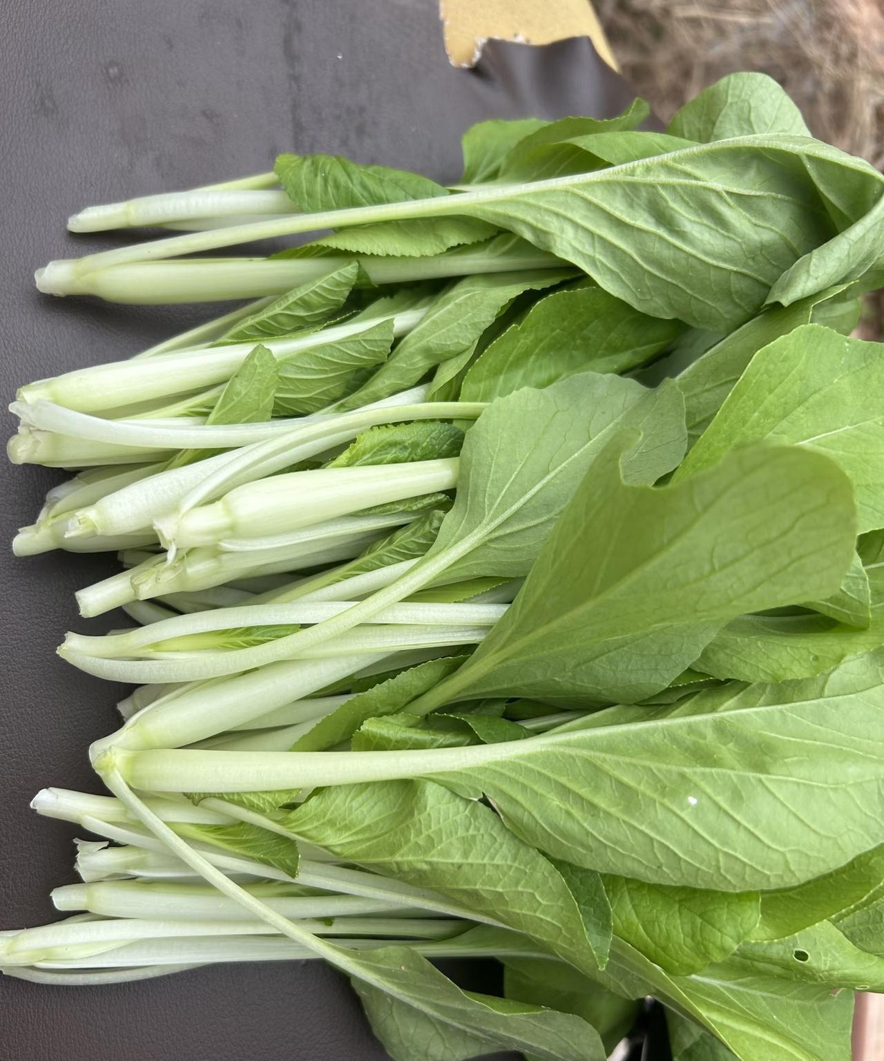 以后我再也不吃小白菜了，自从种菜后我就发现，这种小白菜特别容易招虫子。
外面卖的