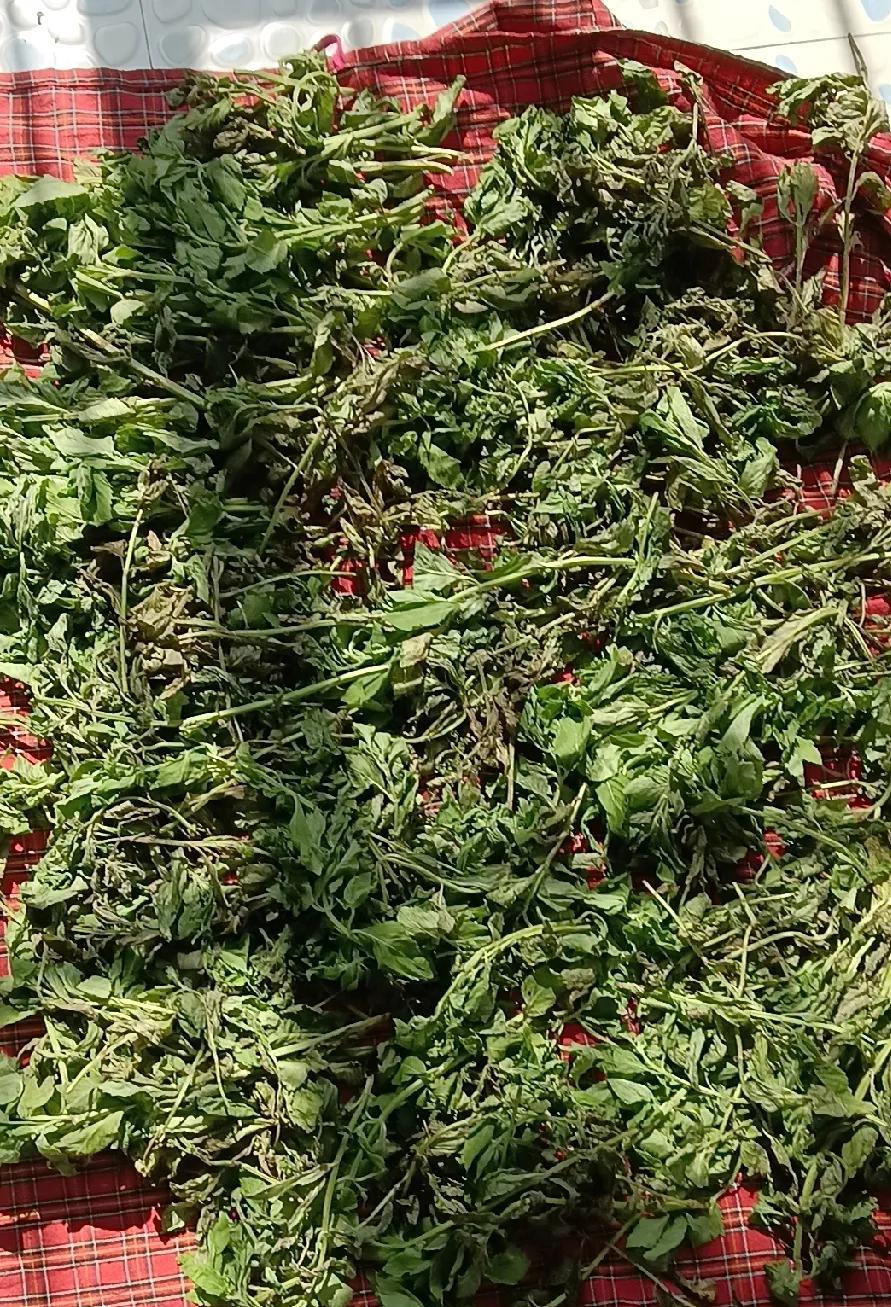 昨天早上8点多，大大给我打电话，我刚一接通，就听到大大说，“你妈要和你雪。”
等
