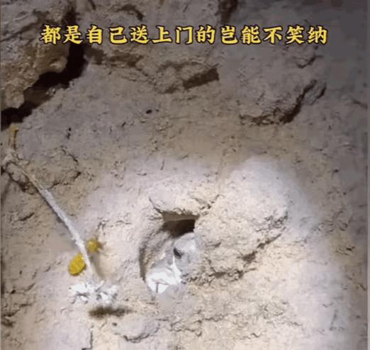 都说家是最安全的港湾，谁知道家已经被青蛙偷了！回一个吃一个！回两双吃一对！