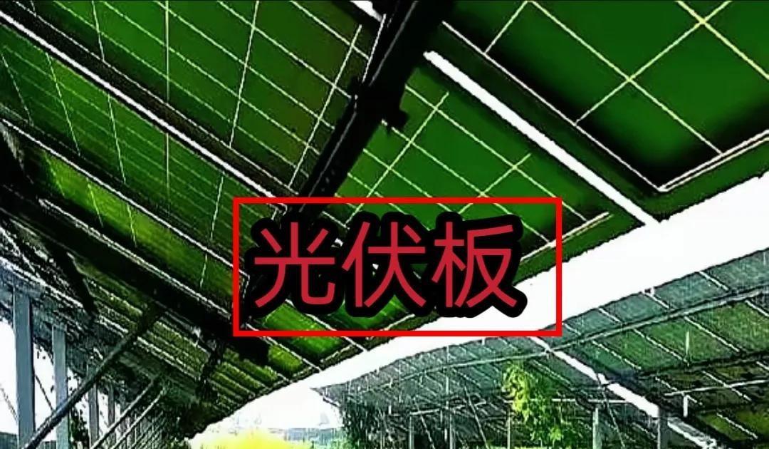 青海光伏板下养羊，意外搞出了大生意。
本来装光伏板是为了发电，结果草长得比人还高