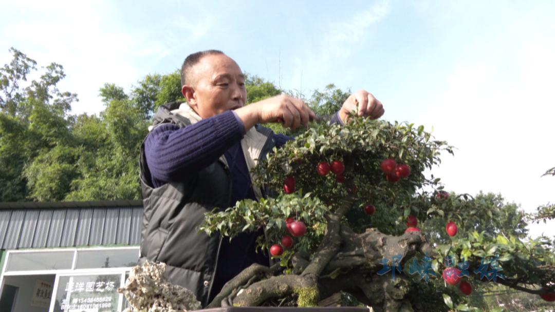 以盆景为笔，绘就邛崃乡村振兴绿色画卷