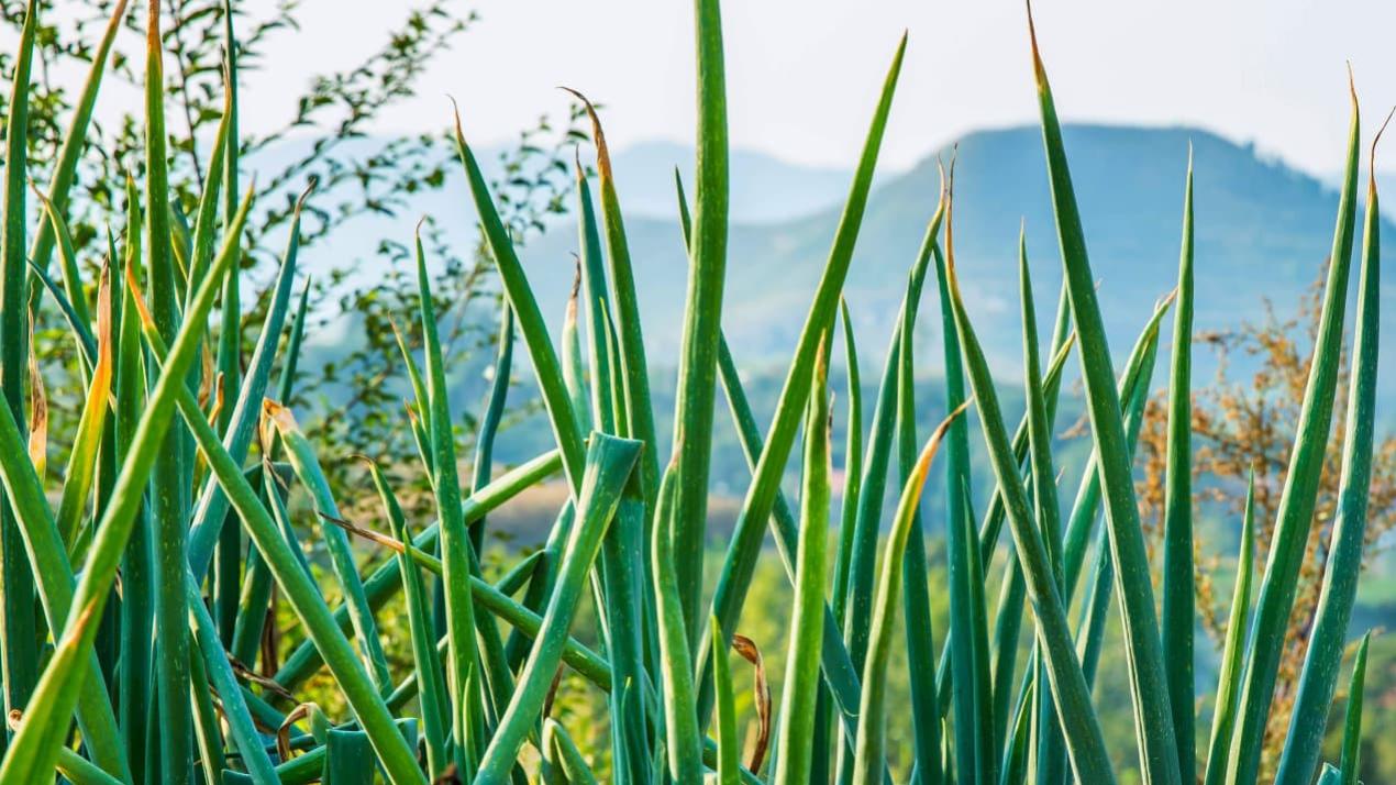 7天甘蔗生长快，温差管理妙，广东深圳，甘蔗城市绿洲