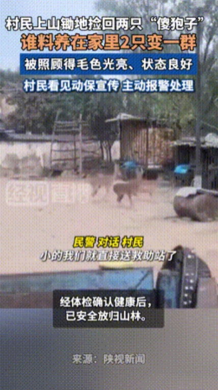 “长期饭票没了！”陕西，一村民上山锄地时，竟将两只“傻狍子”带回家精心喂养，谁料