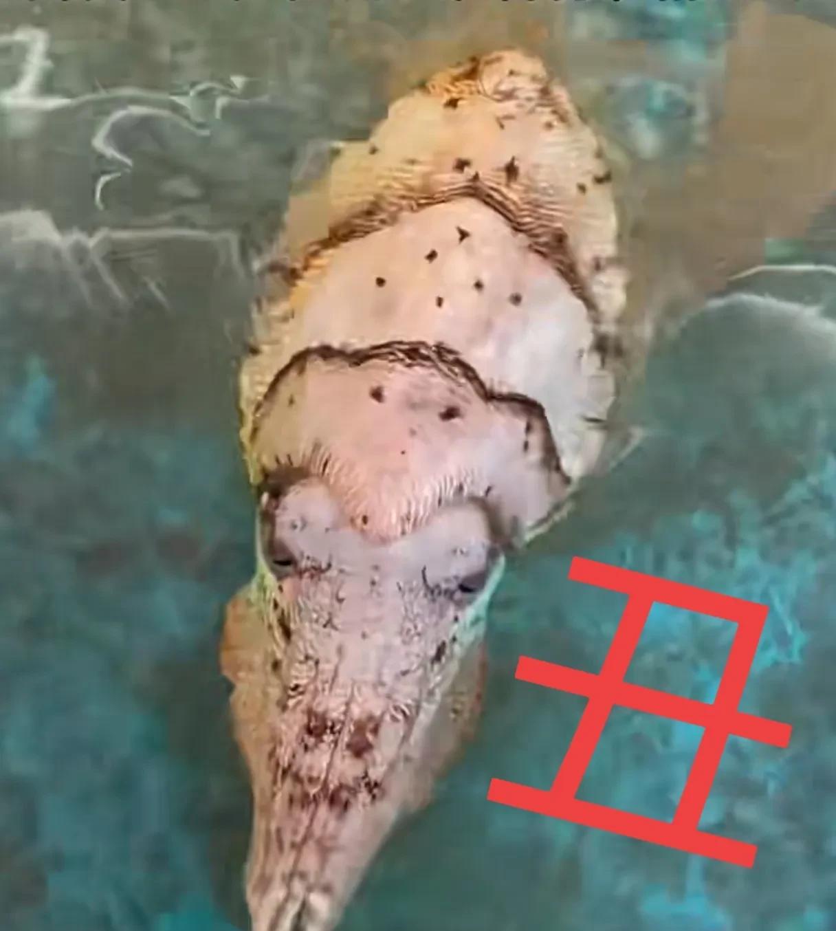 猜猜这是啥！有养蜈蚣、蛇、壁虎各种千奇百怪的生物的，你看看这个是啥？
北冥有鱼，
