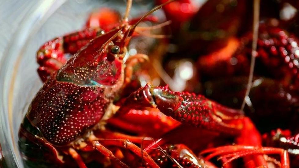 酸汤小龙虾制作，酸汤开胃底料熬制，小龙虾酸辣可口诱人