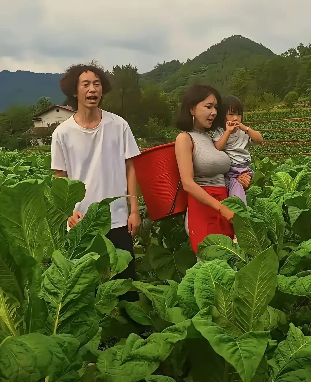 这是啥菜啊，长这么大？？