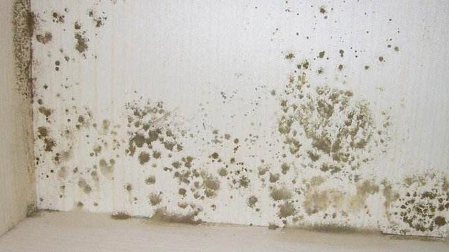 新手必看！家庭除霉剂选对不花冤枉钱