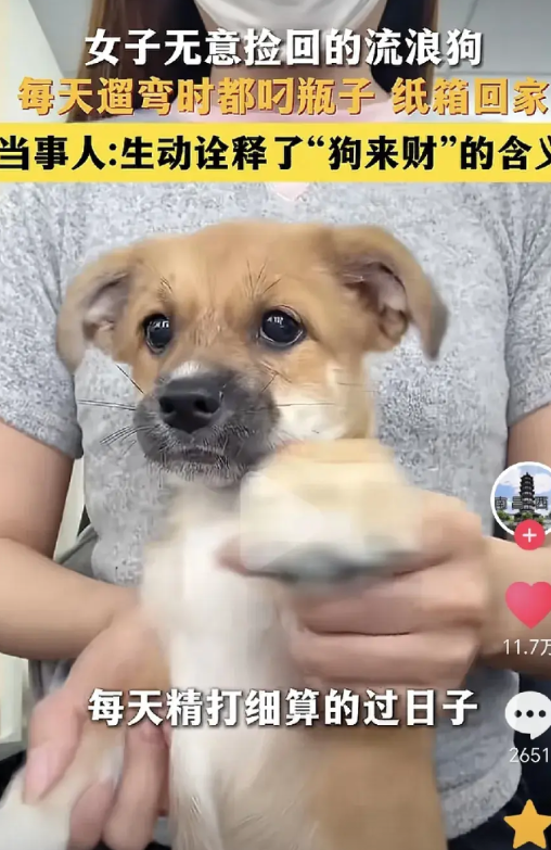 太通人性了！河北廊坊一名女子，在准备启动车子的时候，突然发现轮胎下有一只小狗，大