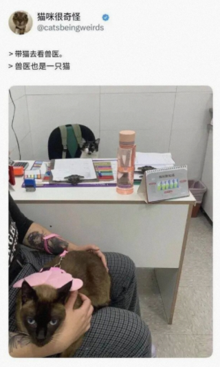 带猫去看兽医