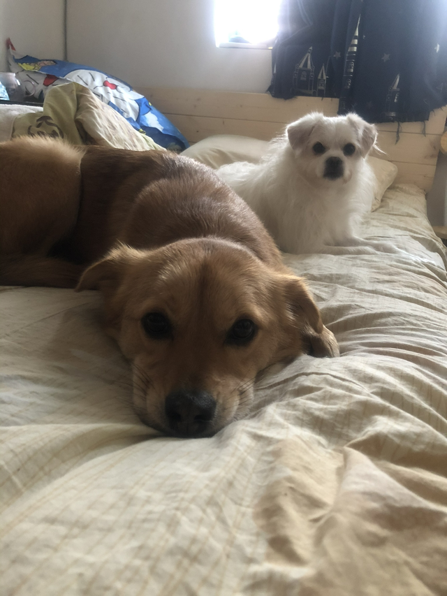 有没有必要装雷达
有没有思域的小伙伴加装前后雷达的，老小区停车困难车多道窄 问了