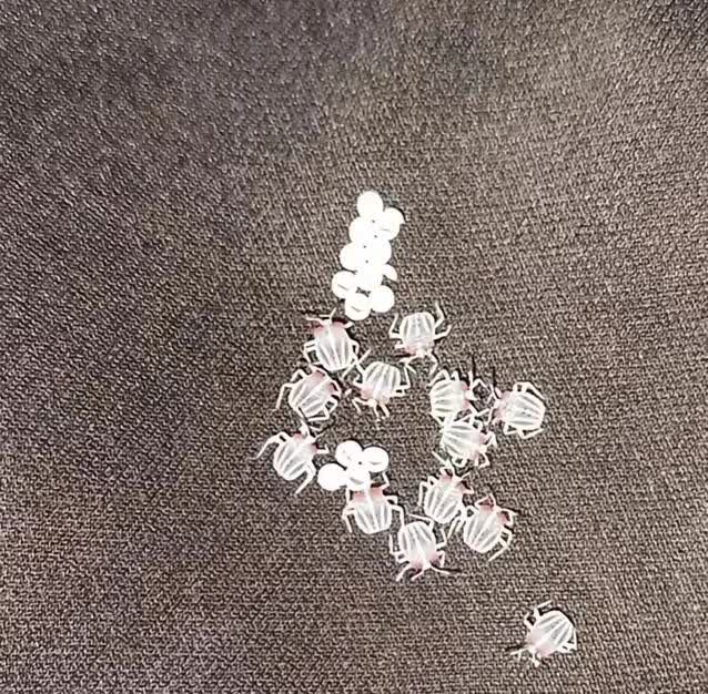 安徽，一名女子晚上睡觉的时候，总觉得浑身发痒，不久后，她的皮肤上冒出了一片片红疹