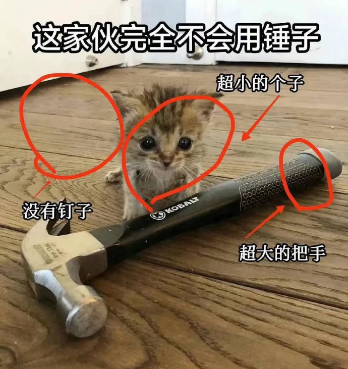 都是摆拍，有的猫根本不会！