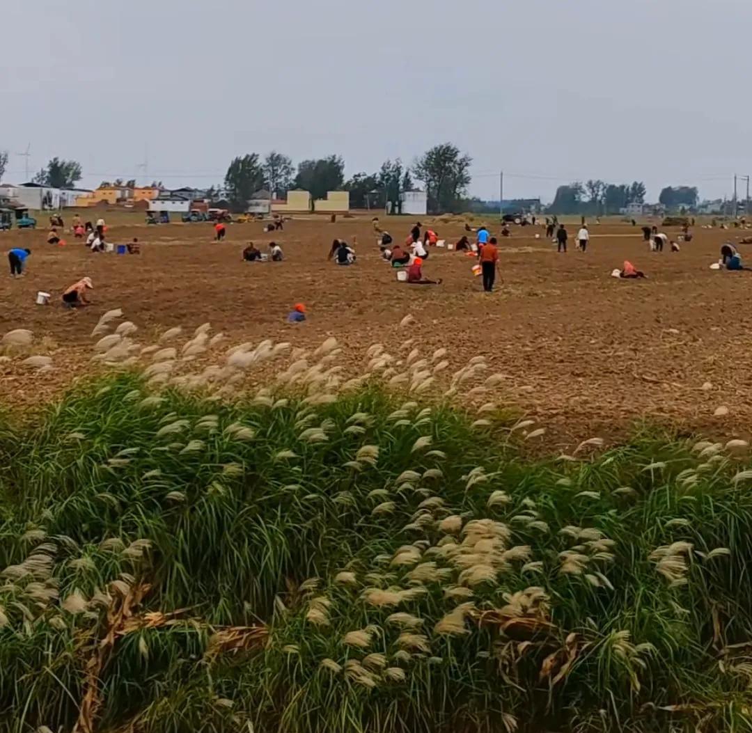 这是去年某地大量农民捡花生的图片！
这算不算“疯抢”？
这也是承包户机器收割了之