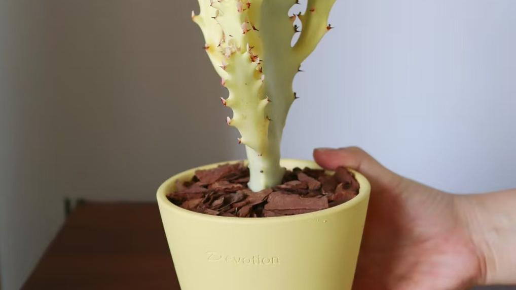别娇惯这些花！4种植物越 “贱养” 越旺，小盆少水不管也爆盆