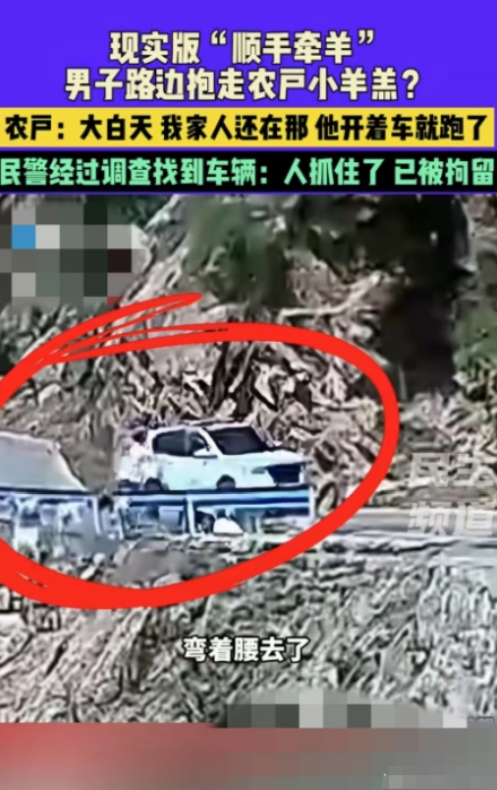 顺手牵羊！5月26日，河南济源，一名男子开车看到路上有羊群，下车抓了一只小羊羔塞