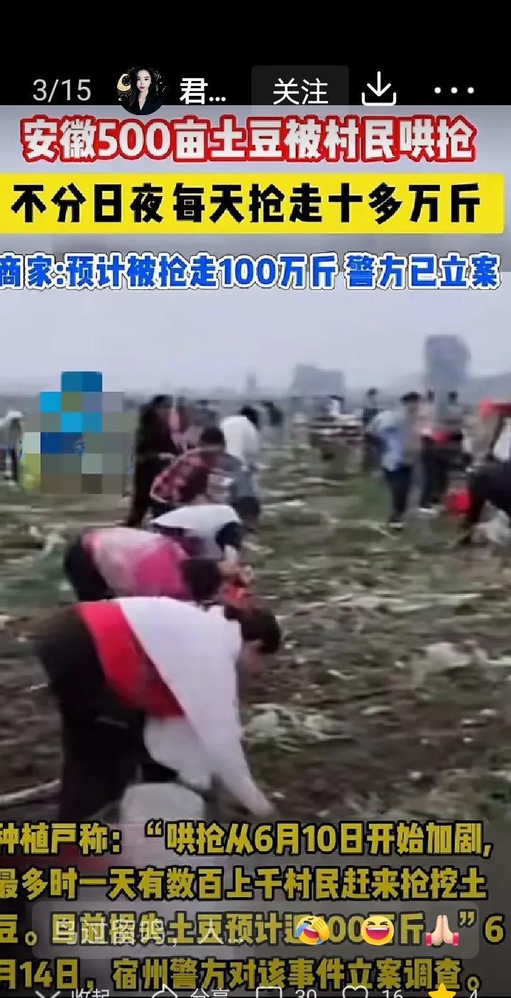 自己承包的土地，种了500亩的土豆，结果被附近村民连续哄抢了四天，每天损失将近1