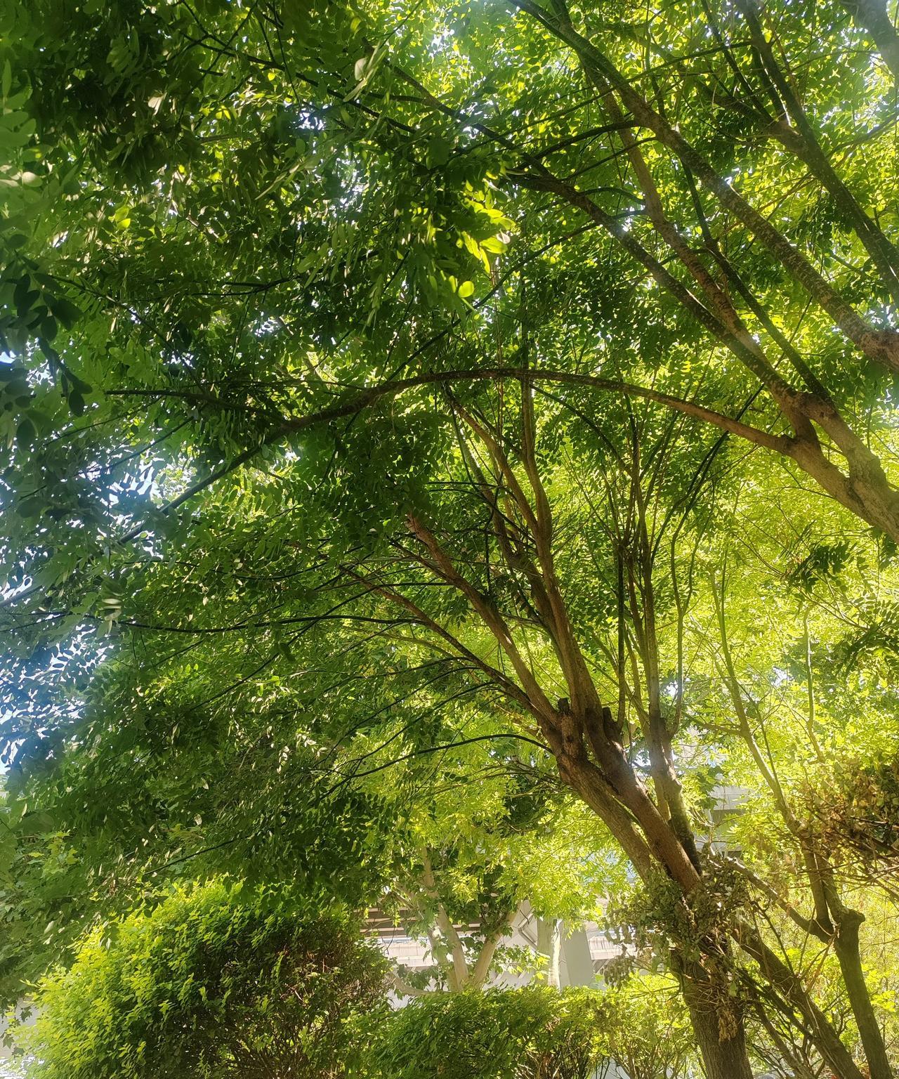 儿子进了考场，老母亲的心才敢砰砰砰乱跳。
观察了一下，中考考场前，没有一个穿旗袍