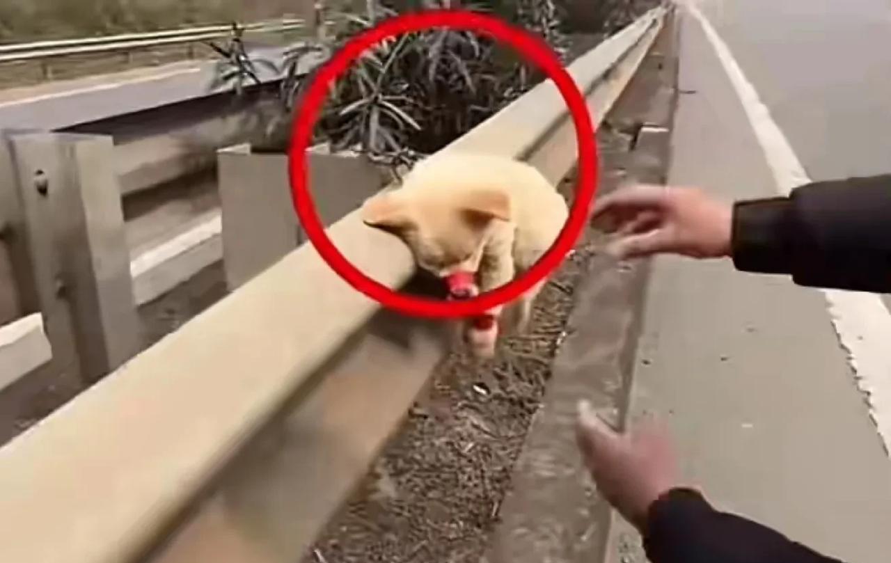 这条小狗是犯了天条了吗？
在国道上发现的这条小黄狗，被主人用胶带绑住了四肢和嘴之