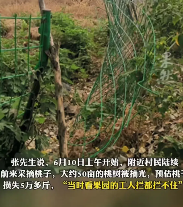 安徽的土豆，徐州的桃，啥时候零元购这么流行了。500多亩的桃竟被连夜抢空，可是近
