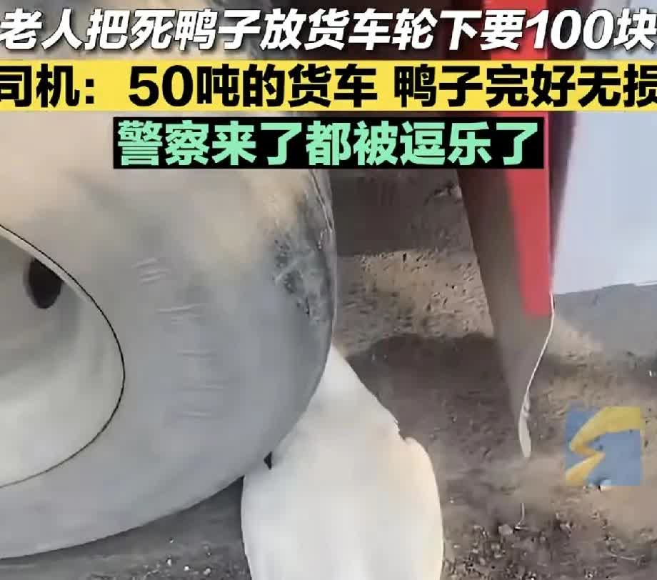 现在讹人真是一点成本都没有吗？
一老太太把自己家的死鸭子丟倒货车车轮底下，说货
