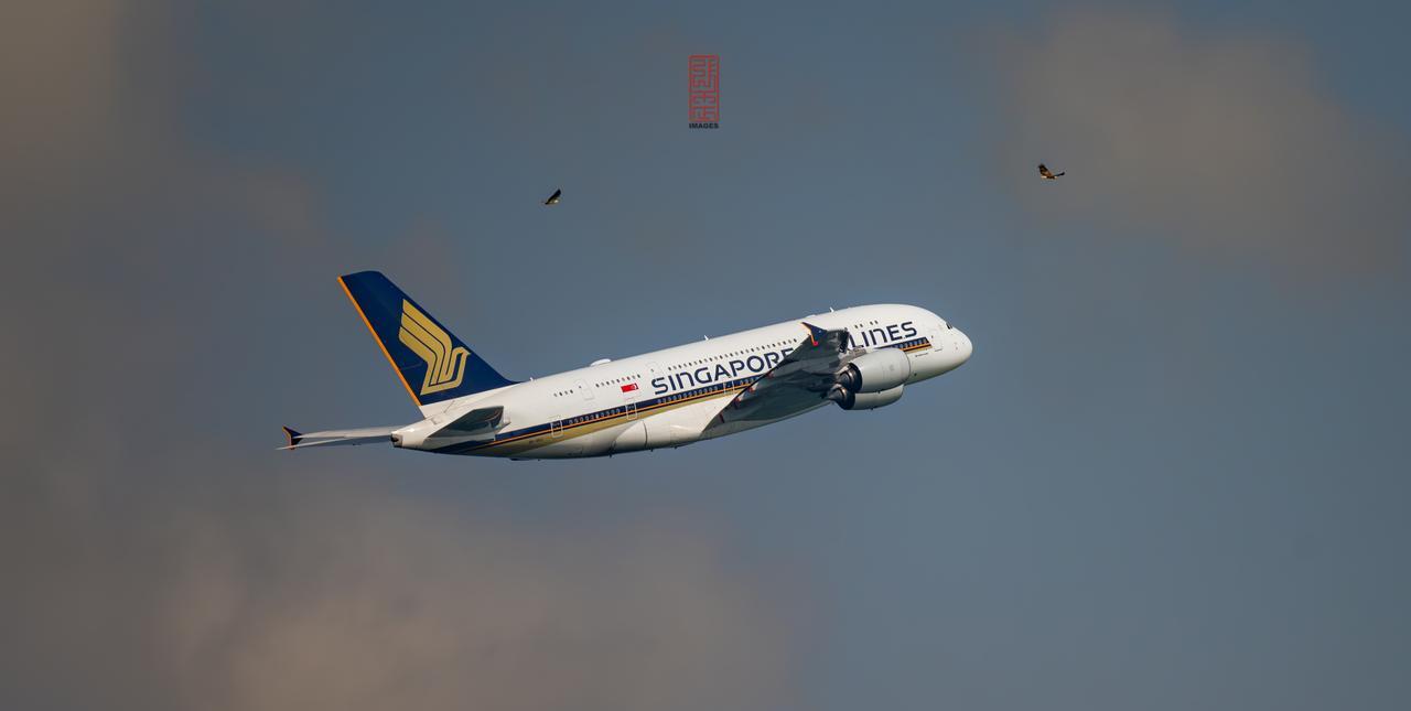 伴飞空客A380-800的老鹰也成了小鸟依人的感觉！