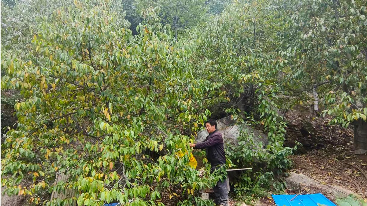 南召县皇后乡：党建引领  科技赋能 为中药材辛夷产业插上“翅膀”