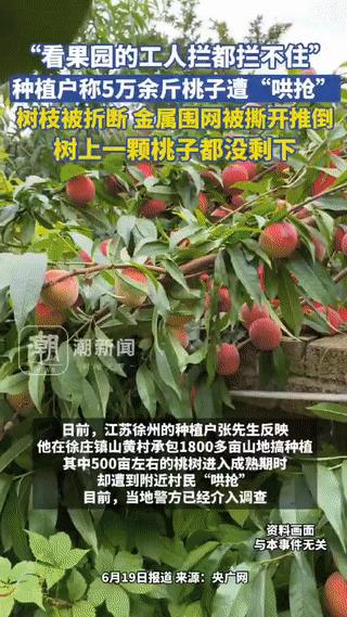 又是哄抢！江苏徐州，一种植户种植了500亩桃树，眼看到了桃子成熟收获的季节，不料