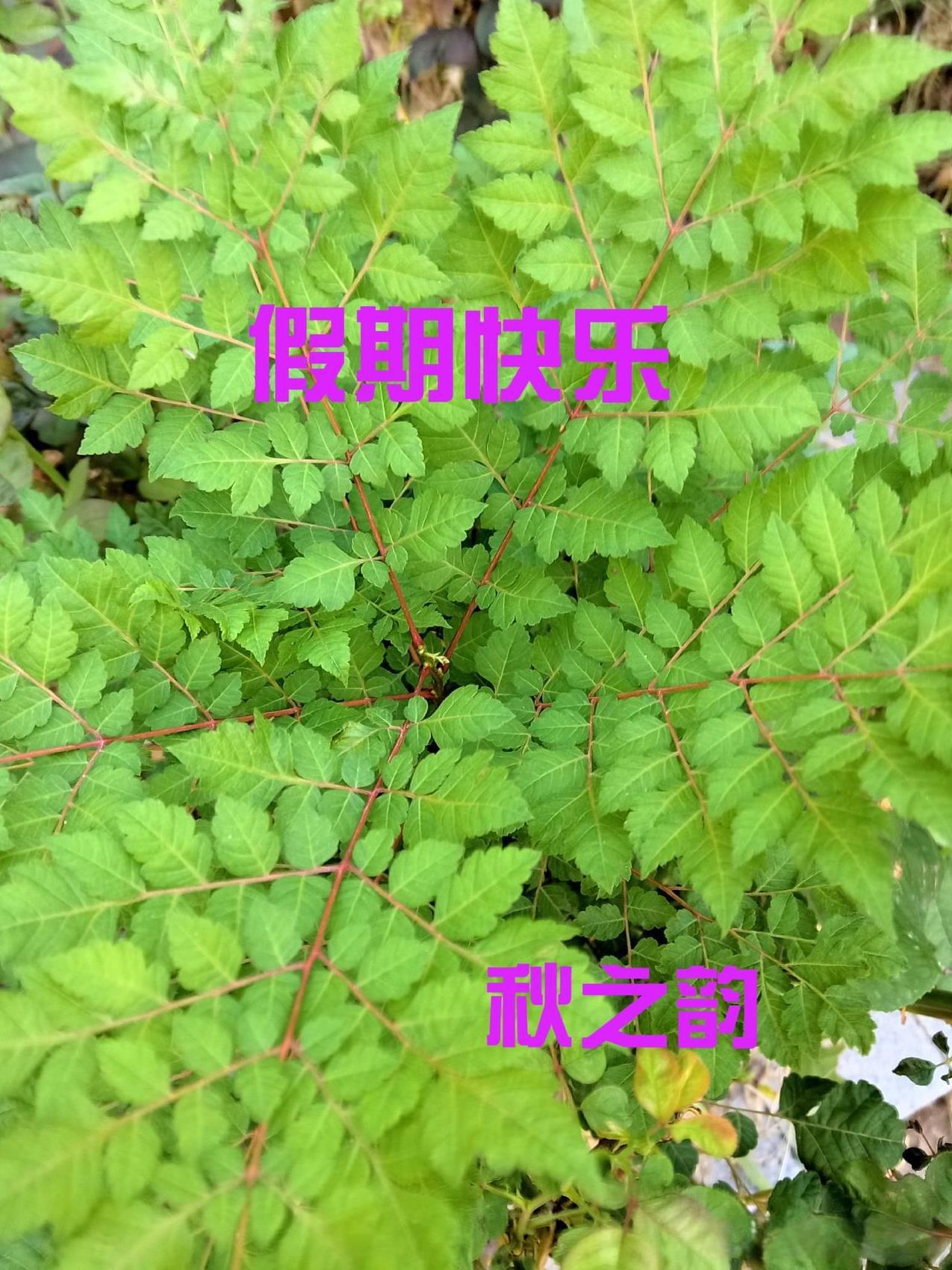早安，秋之韵宛如一首悠扬的乐章。秋之悠，是秋高气爽时落叶自在飞舞；秋之雅，似清风