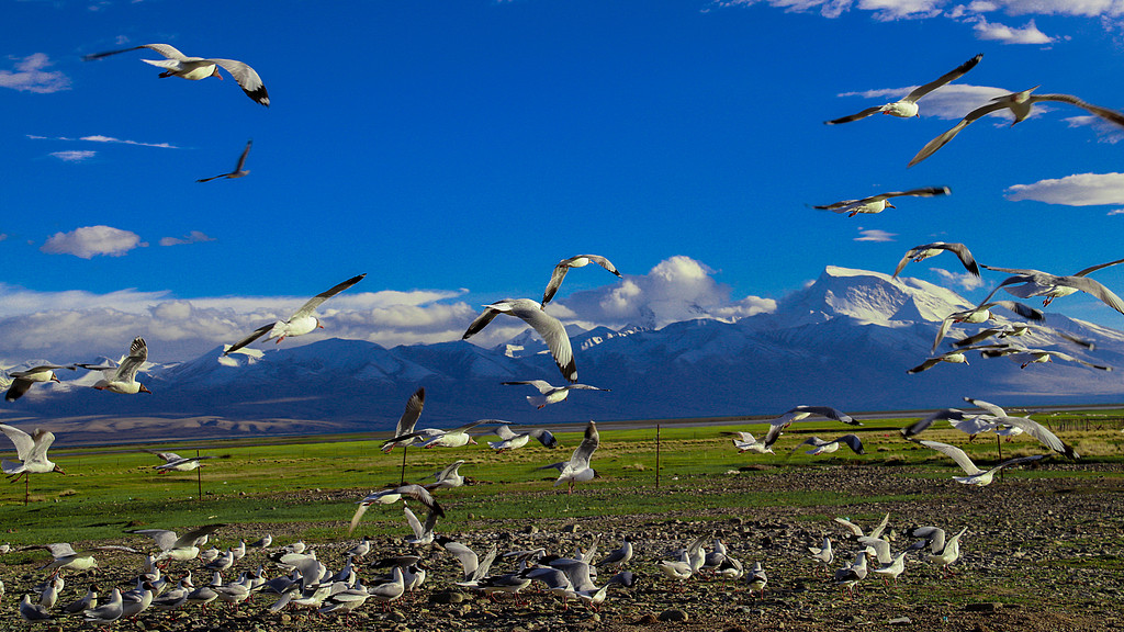 行情虽有分化，个别板块依然有大机会