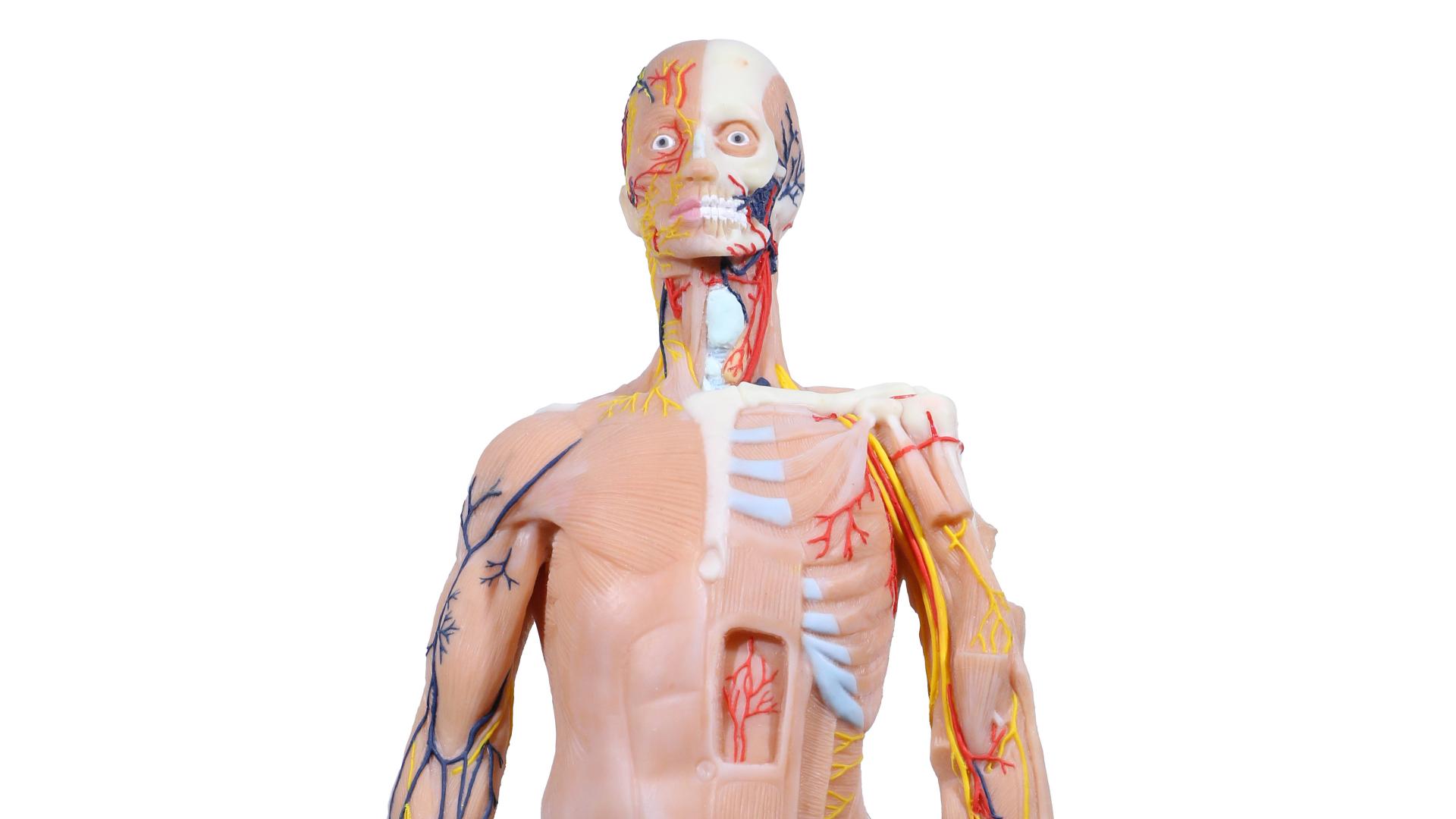 敬畏生命，精准教学！聚众医教高仿真解剖模型