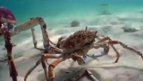 5 天能赚 65 万的帝王蟹捕捞，为啥少有人干？风险太吓人